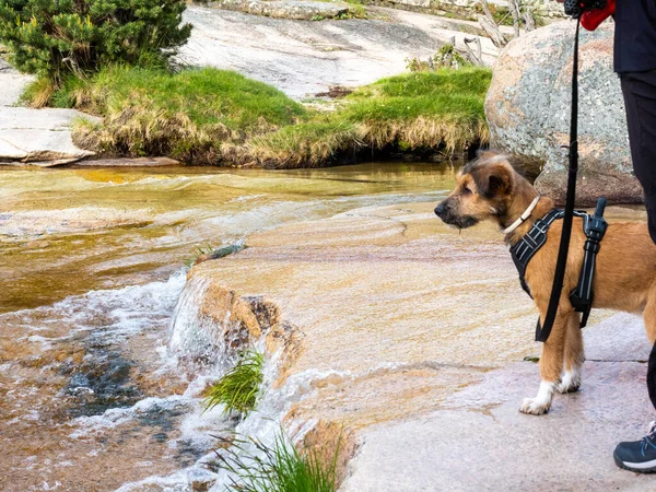 パピー離れたラグーンで農村部のシーンで探している 所有者の横にある茶色の犬の湖で離れて見て — ストック写真