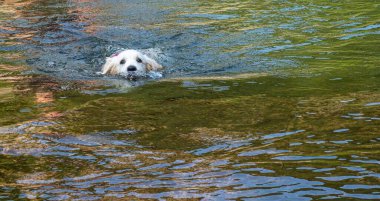 Yavru köpek gölde tek başına yüzmeyi öğreniyor. Beyaz köpek gölde tek başına yüzüyor..