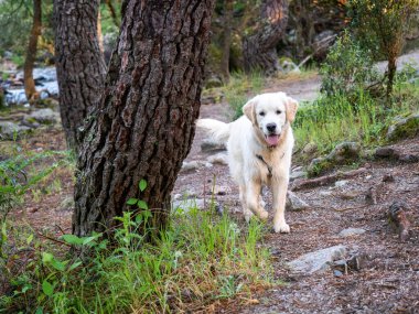 Ormanda yürüyen meraklı bir köpek. Güneşli bir günde ormanda yürüyen koşumlu bir köpek..