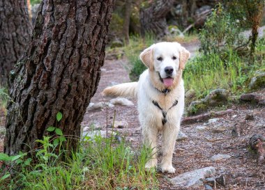 Ormanda özenli bir köpek duruyor. Koşumlu bir köpek güneşli bir günde ormanda yürüyor..