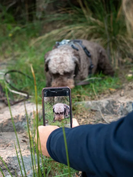 認識できない人は牧草地で毛むくじゃらの犬を撮影 自分のシャギーペットの写真を撮る人 — ストック写真