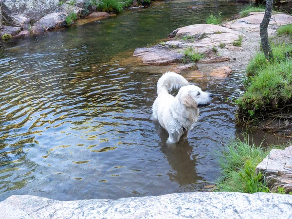 犬のラグーンの端に1つの側面を探して立っている 川の水の中に立っている陽気な犬は 晴れた日に側に興味を持っています — ストック写真