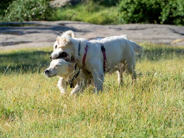 Framifrån Två Hundar Som Leker Äng Två Hundar Som Leker — Stockfoto