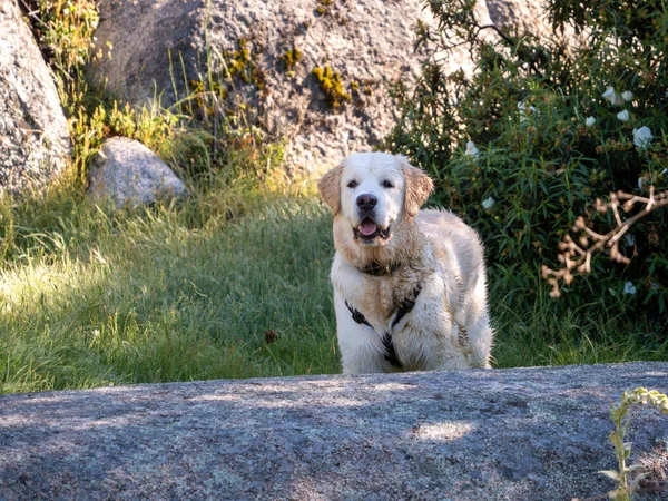 Wet Dog Looking Straight Ahead Rural Scene Wet Dog Harness — Stock Photo, Image