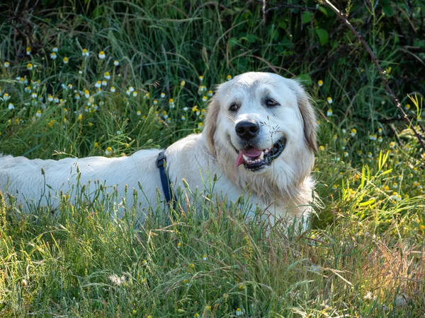 Happy Dog Lying Grass Rural Scene Dog Looking Side Tongue — Stock Photo, Image