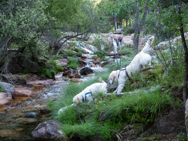Deux Chiens Près Ruisseau Dans Une Forêt Chiens Marchant Descente — Photo