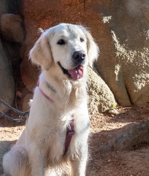 Portrait Serene Dog Sitting Mountain Scene Dog Sitting Tongue Out — Stock Photo, Image