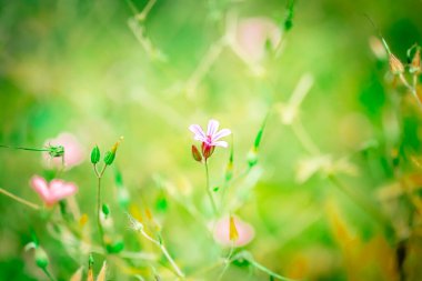 Geranium Robertianum yeşil arka planda çiçek açıyor. Kapatın ve uzayı kopyalayın..