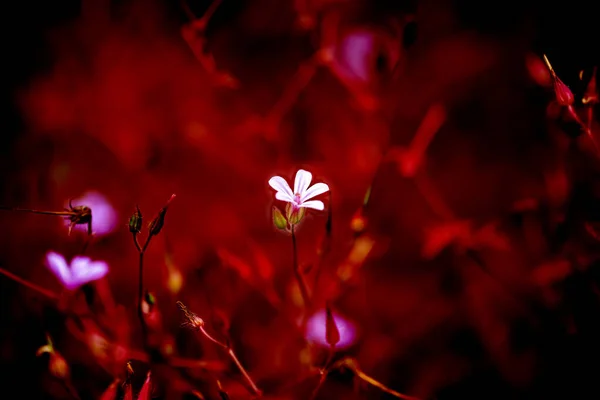 Geranium Robertianum Kwitnące Ciemnoczerwonym Tle Czarnym Tła Zamknij Skopiuj Przestrzeń — Zdjęcie stockowe