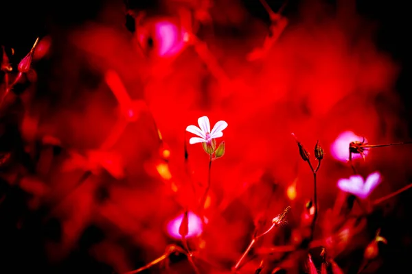 Geranium Robertianum Virágzik Sötétvörös Fekete Hátterű Close Másolja Helyet — Stock Fotó