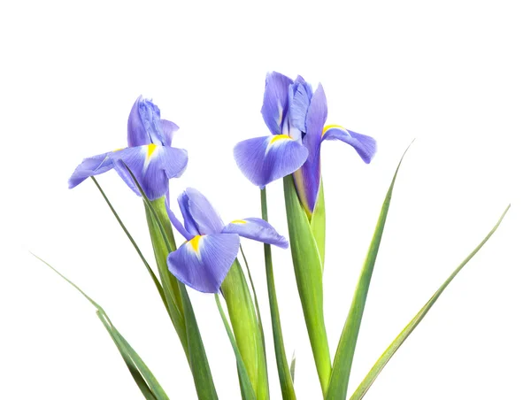 Hermosas flores de iris — Foto de Stock