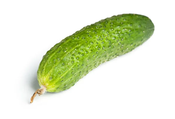 Bir yeşil olgun salatalık — Stok fotoğraf