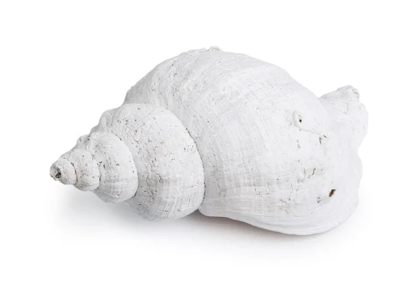 Marine sea shell — Stok fotoğraf