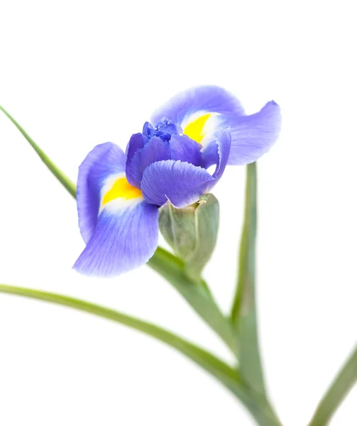 Lindas flores da íris — Fotografia de Stock