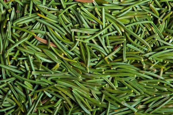 Christmas tree needles Stock Image