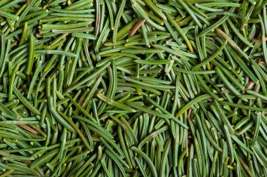 Noel ağacının iğneleri