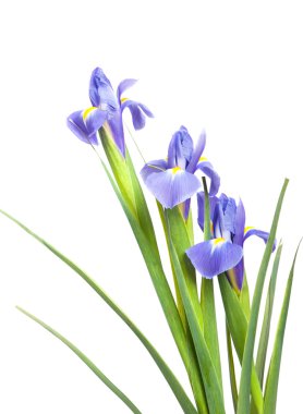 güzel Iris çiçekler