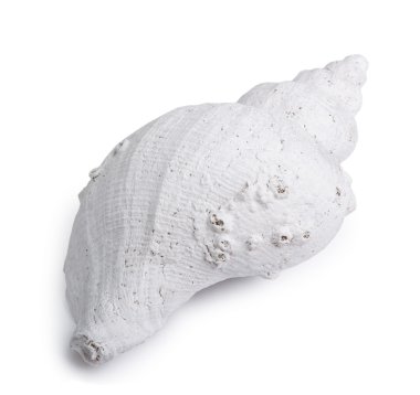 Marine sea shell