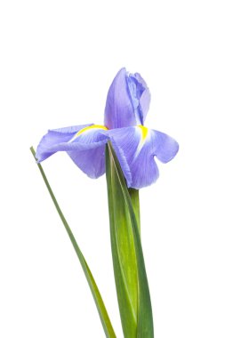 güzel Iris çiçekler