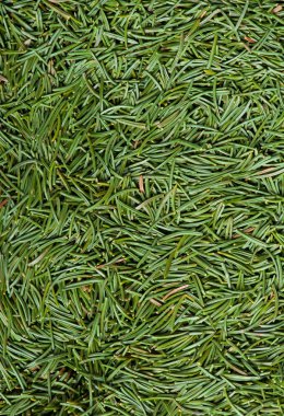 Noel ağacının iğneleri