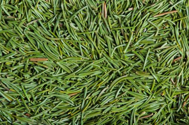 Noel ağacının iğneleri