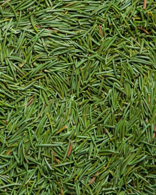 Noel ağacının iğneleri