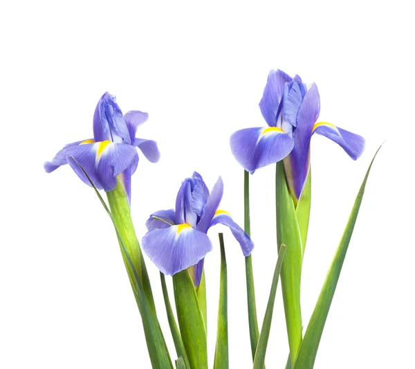 Hermosas flores de iris — Foto de Stock