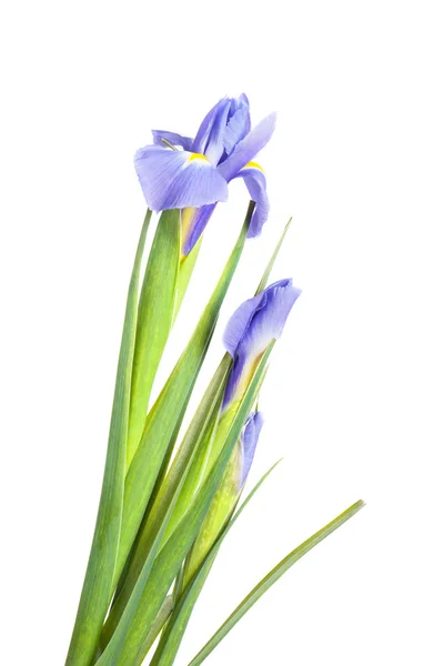 Hermosas flores de iris — Foto de Stock