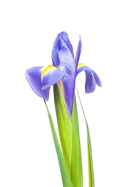 Hermosas flores de iris — Foto de Stock