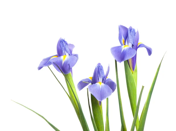 Hermosas flores de iris — Foto de Stock