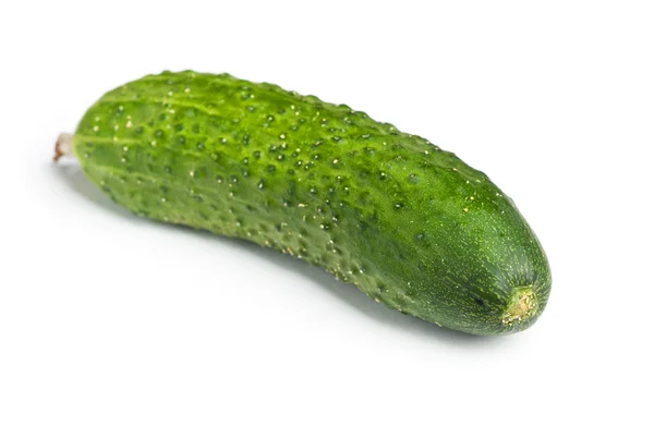 Bir yeşil olgun salatalık — Stok fotoğraf