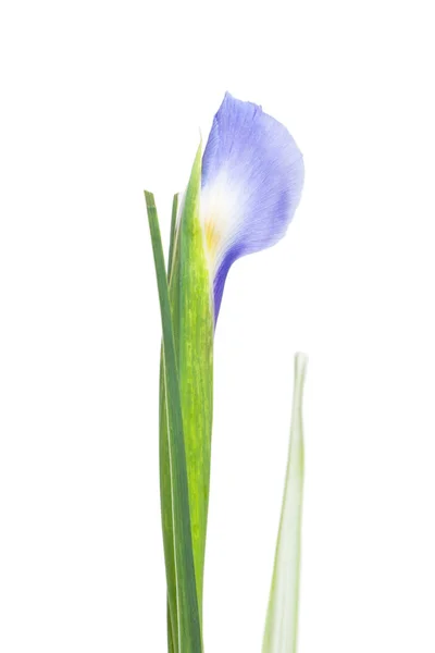 Vakre irisblomster – stockfoto