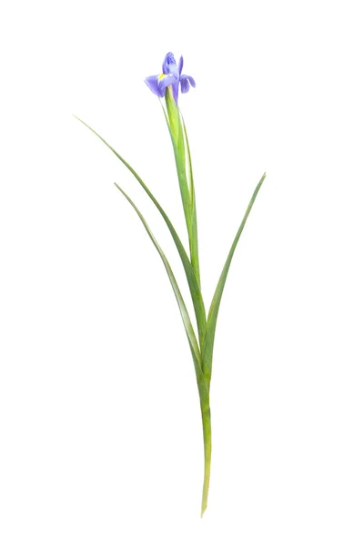 Beautiful Iris flowers — Stock Photo, Image