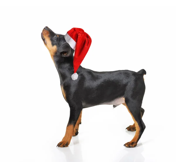 Cane con cappello Babbo Natale — Foto Stock