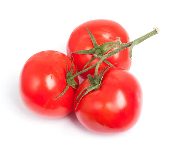 Gałąź dojrzałych pomidorów — Zdjęcie stockowe