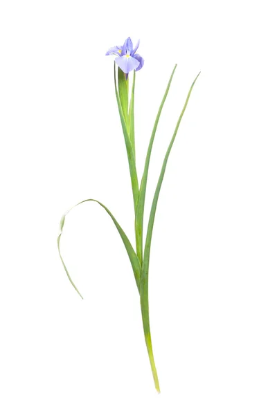 Hermosas flores de iris — Foto de Stock