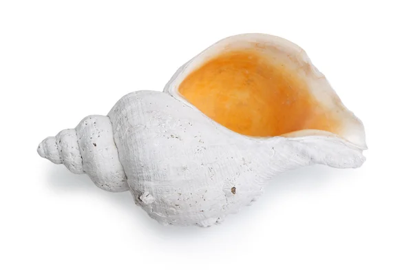 Marine sea shell — Stok fotoğraf