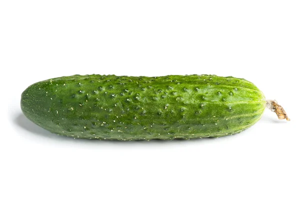 One green ripe cucumber Royalty Free Stock Images