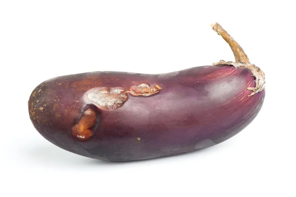 Rotten single eggplant — Stock Photo, Image