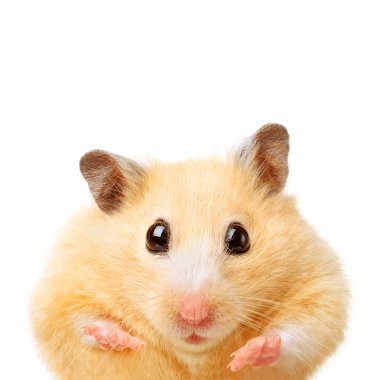 Şişman komik hamster
