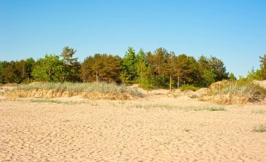 Ağaçlar ve kum manzara