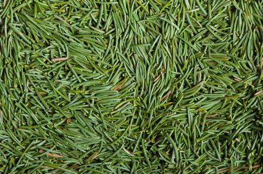 Noel ağacı iğneler arka plan