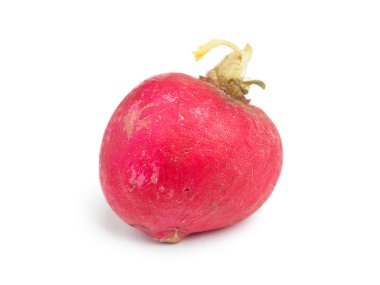 Single fresh radish