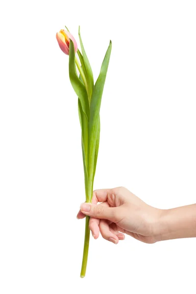 Tulipa fresca na mão — Fotografia de Stock