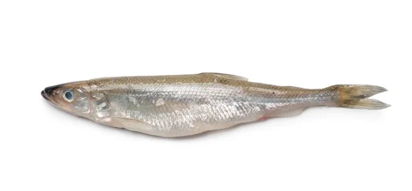 Pește mirositor crud — Fotografie, imagine de stoc