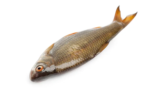 Roher Rotaugen-Fisch — Stockfoto