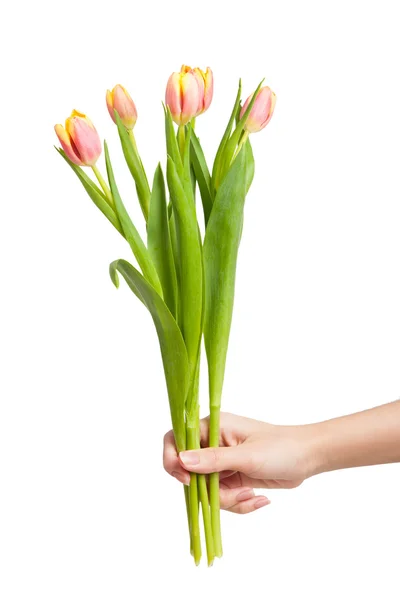 Tulipa flores na mão feminina — Fotografia de Stock