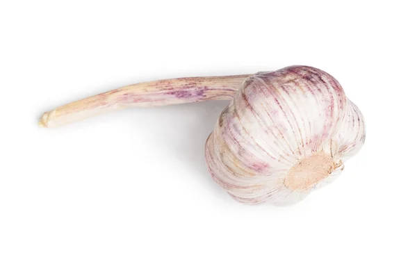 Single raw garlic — Stock Photo, Image