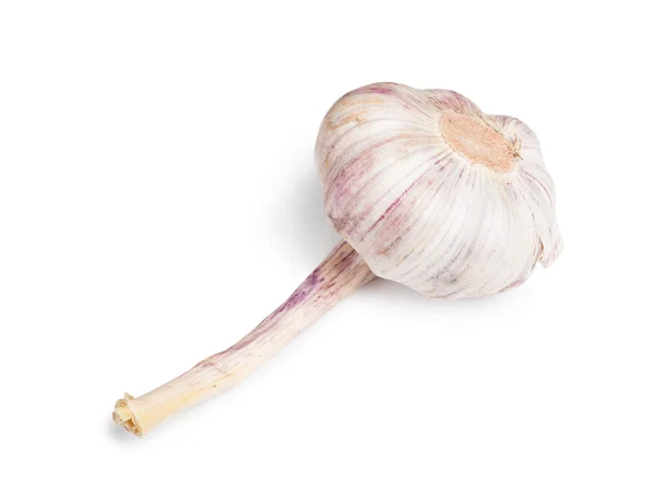 Einzelner roher Knoblauch — Stockfoto