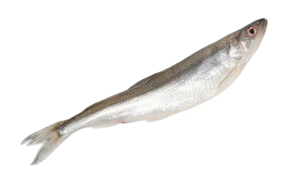 Raw smelt fish — Stock Photo, Image